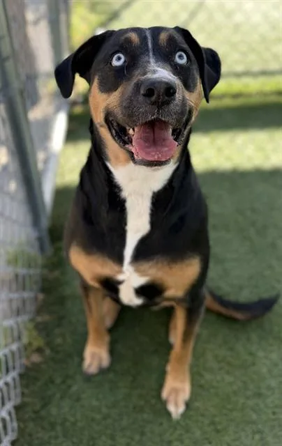 An adult large-sized female Mixed Breed dog named Halo for adoption in Columbia, SC