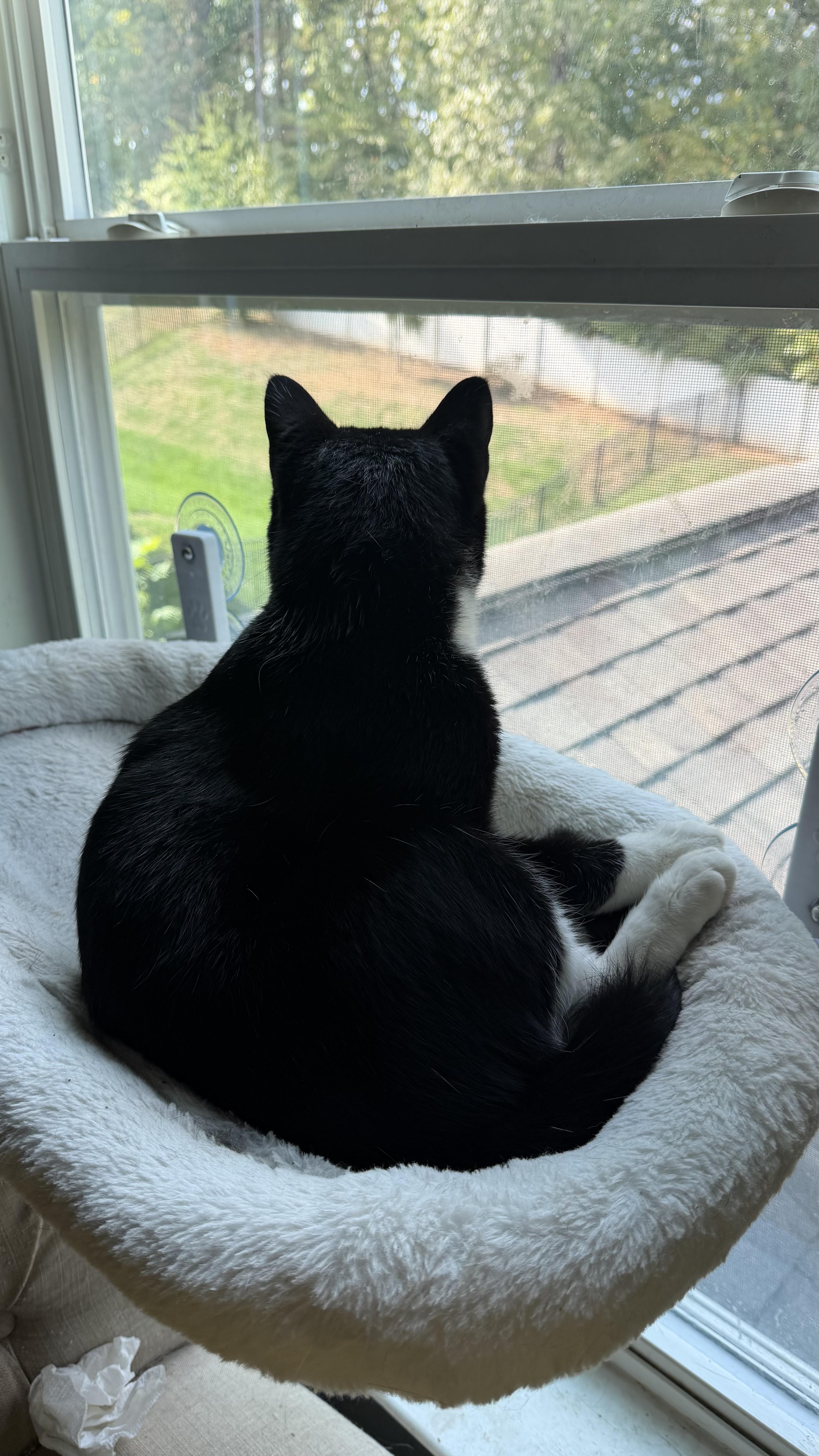 A young medium-sized male American Shorthair cat named Rolo for adoption in Charlotte, NC