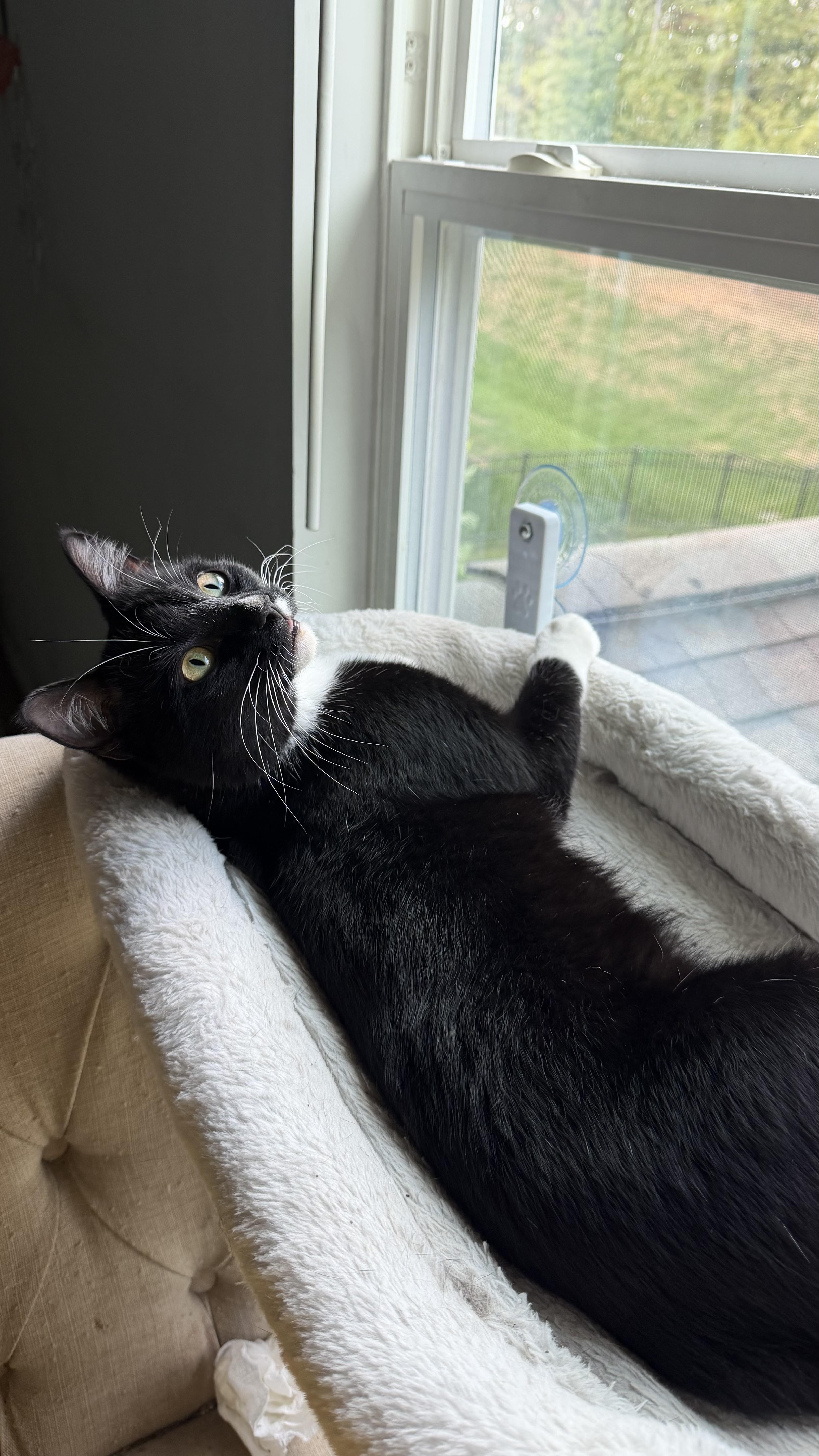 Rolo thumbnail 4