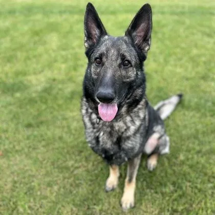 An adult large-sized male German Shepherd Dog dog named Ace for adoption in Janesville, WI
