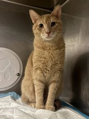 An adult large-sized male Orange & White Domestic Short Hair cat named Tootsie and Jules for adoption in Lafayette, IN