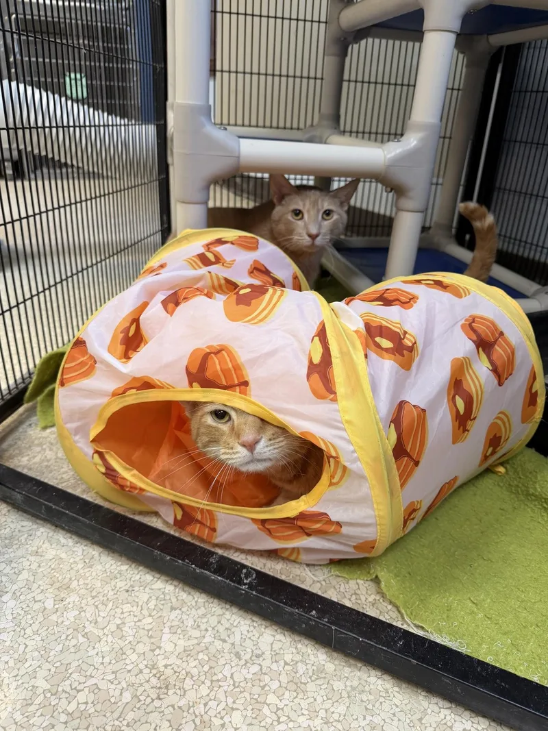 Tootsie and Jules thumbnail 3