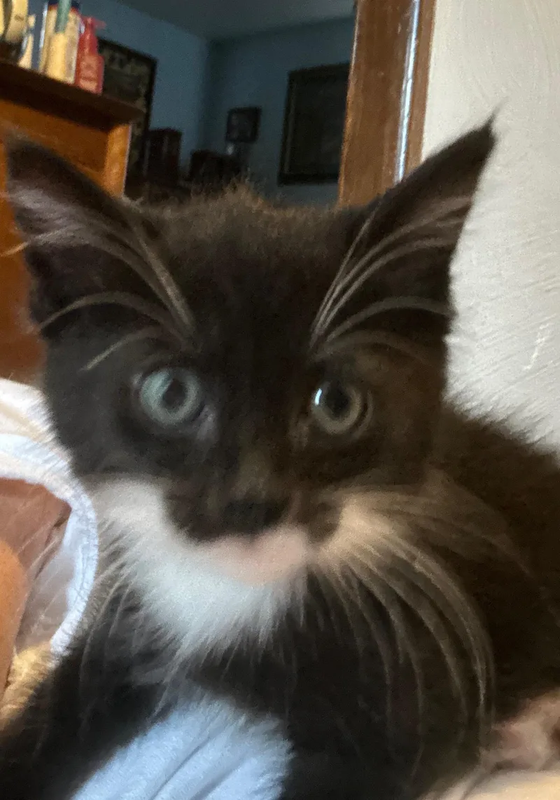 A baby small-sized female Black & White / Tuxedo Domestic Short Hair cat named Tulip for adoption in Pittsburgh, PA