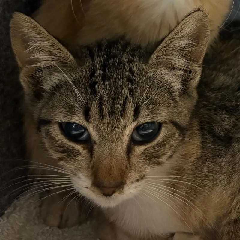 A baby small-sized female Torbie Domestic Short Hair cat named Cinnamon for adoption in Pasadena, CA