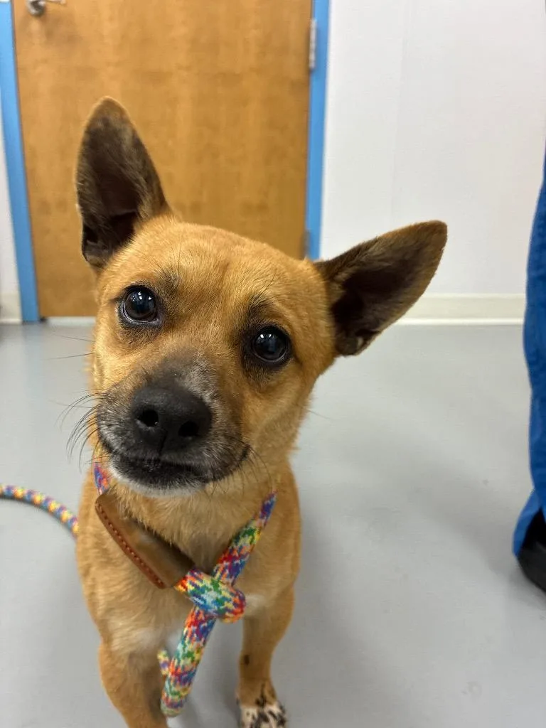 An adult small-sized male Chihuahua dog named Papi for adoption in Hartsville, SC