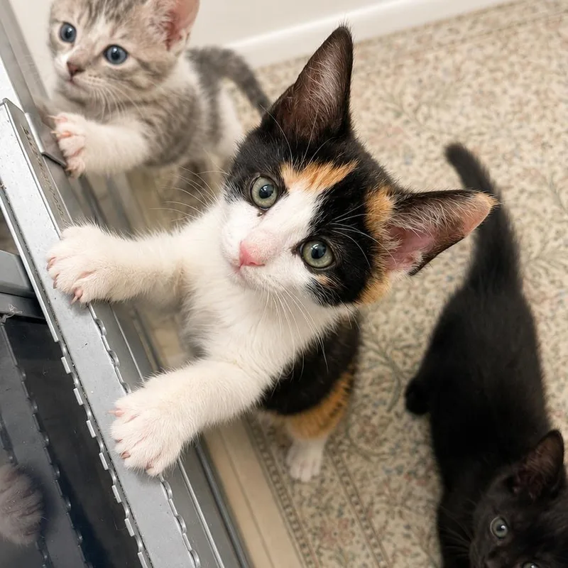 A baby small-sized female Calico Domestic Short Hair cat named Detour for adoption in Port Richey, FL