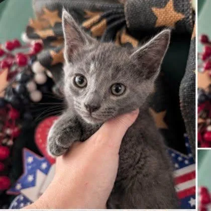 A baby small-sized male Russian Blue cat named Slater for adoption in Mabank, TX