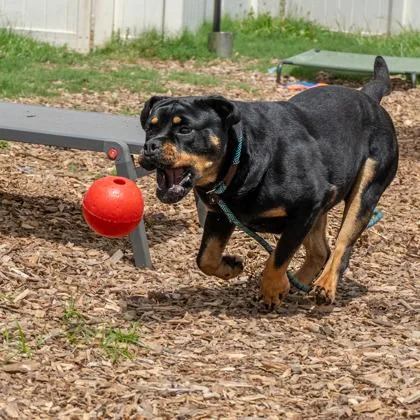 An adult large-sized female Mixed Breed dog named Armington for adoption in Chamblee, GA