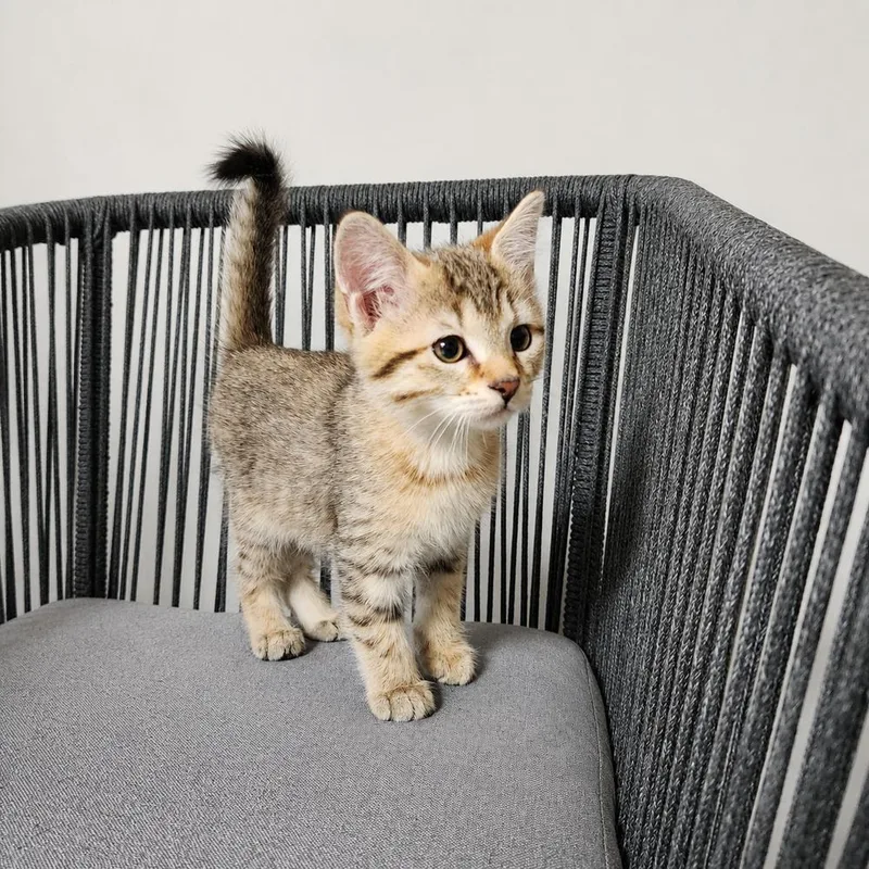 A baby small-sized female Tabby (Brown / Chocolate) Domestic Short Hair cat named Cabo Citrus for adoption in Homer Glen, IL