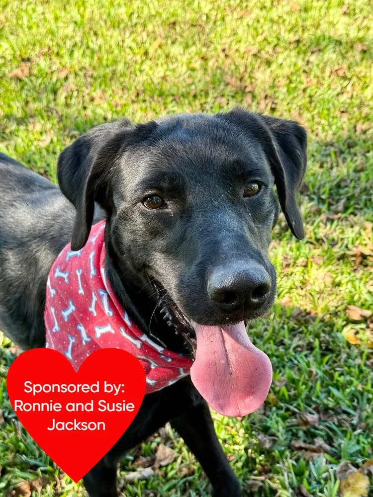 An adult large-sized male Black Mixed Breed dog named Bruno Mars for adoption in San Leon, TX