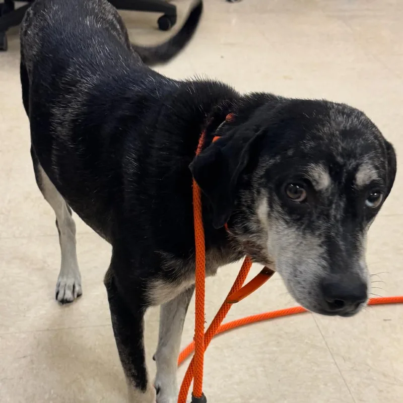 An adult medium-sized male Mixed Breed dog named Freddie for adoption in Lake Panasoffkee, FL