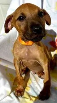 A baby small-sized male Black Mouth Cur dog named Odin for adoption in Washington, DC