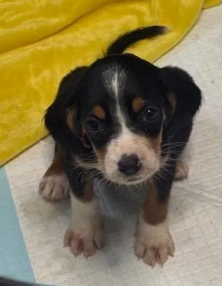 A baby medium-sized male Tricolor (Brown, Black, & White) Beagle dog named Buzz for adoption in Scottsburg, IN