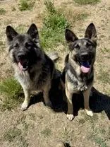 An adult large-sized female German Shepherd Dog dog named Peyton for adoption in Madras, OR
