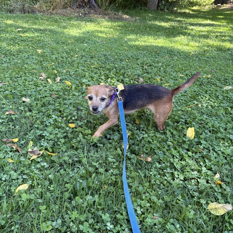 An adult small-sized female Rat Terrier dog named Dolly for adoption in Valley City, OH