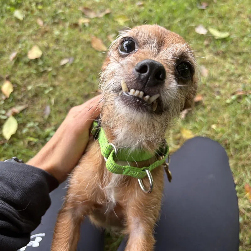 Dolly thumbnail 3
