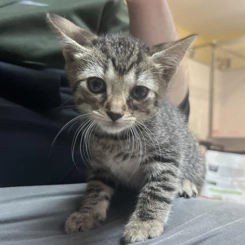 A baby small-sized male Brown / Chocolate Domestic Short Hair cat named Navy B for adoption in Melrose, FL