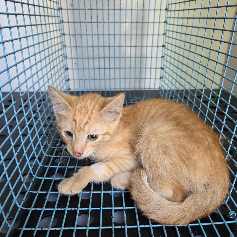 A baby small-sized male Orange / Red Domestic Short Hair cat named Straydoublechurchesroad for adoption in Columbus, GA