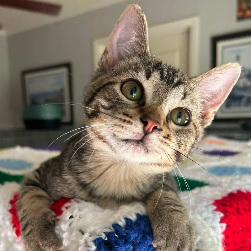 A baby medium-sized male Domestic Short Hair cat named Rue for adoption in Calera, AL
