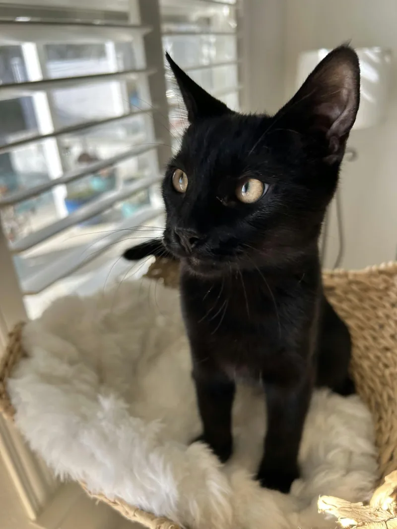 A baby large-sized male Black Bombay cat named Mocha Truffle for adoption in HEMET, CA