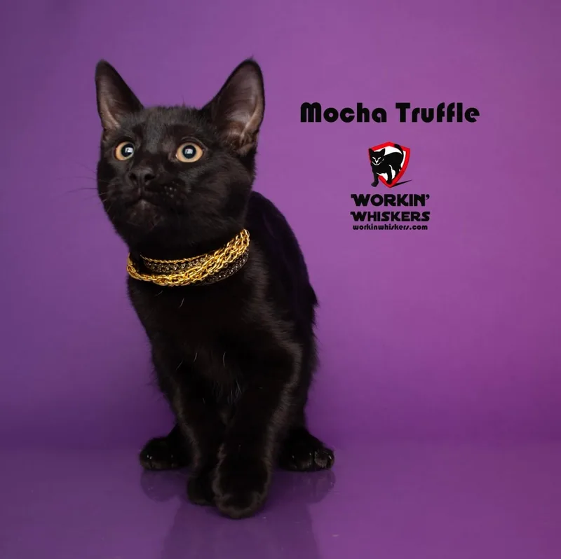 Mocha Truffle thumbnail 2
