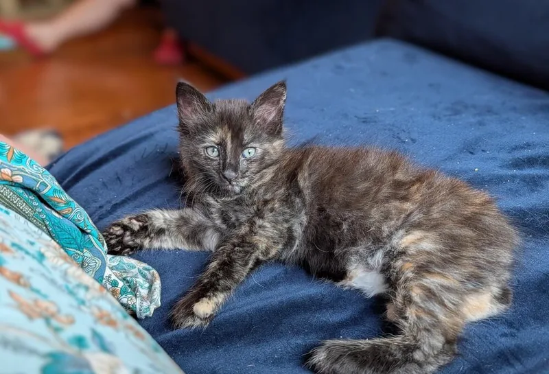 A baby small-sized female American Bobtail cat named Violeta for adoption in Statesville, NC
