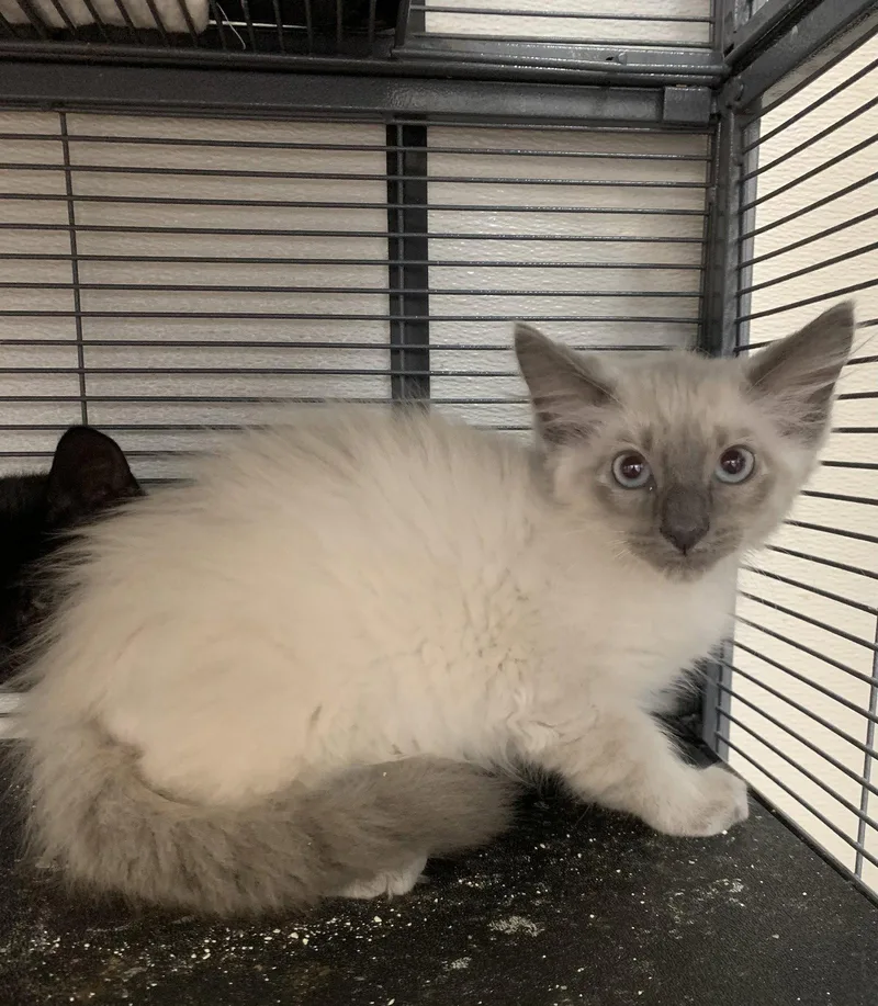 A baby medium-sized male Siamese cat named Viper for adoption in Sanford, FL
