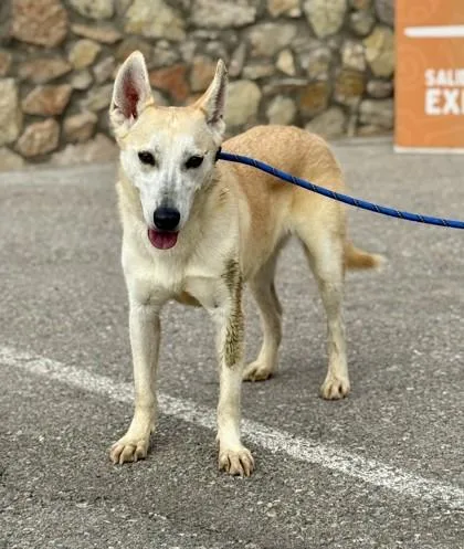An adult medium-sized female Apricot / Beige Husky dog named Roxy for adoption in El Paso, TX