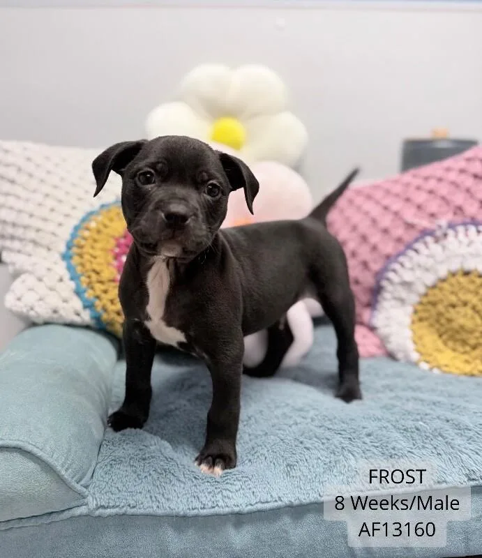 A baby small-sized male Black Pit Bull Terrier dog named Frost for adoption in Supply, NC