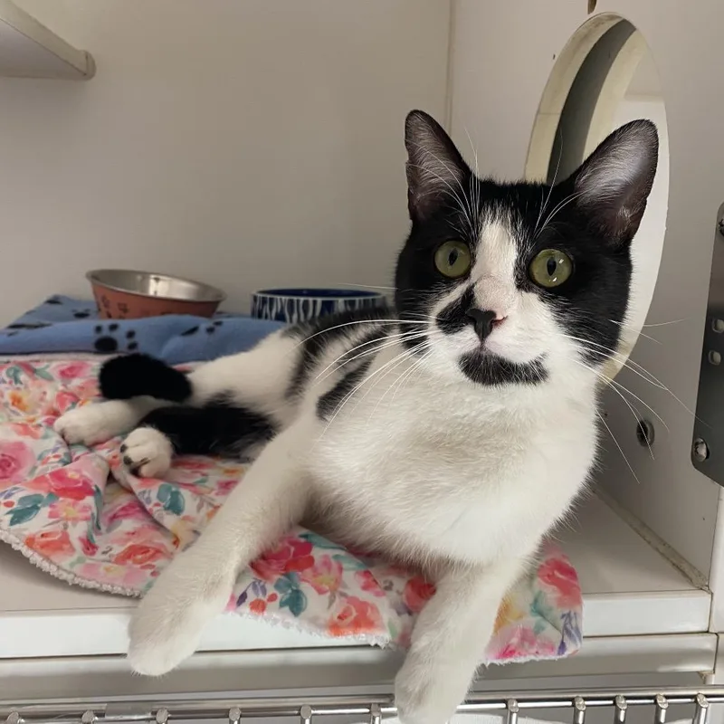 An adult small-sized female Black Domestic Short Hair cat named Cristela for adoption in San Pablo, CA