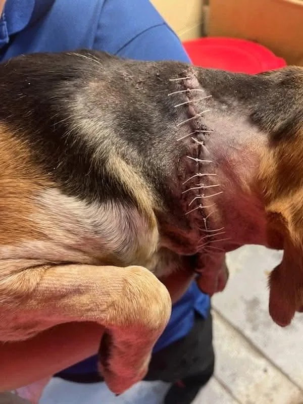 An adult medium-sized male Beagle dog named Kirby II for adoption in Tampa, FL