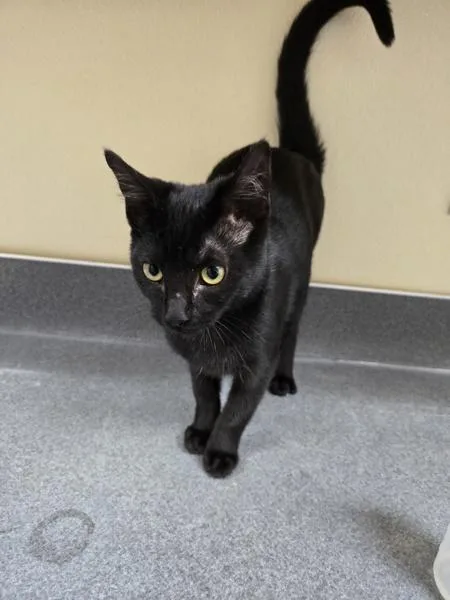 A baby small-sized female Domestic Short Hair cat named Weegie for adoption in Kennewick, WA