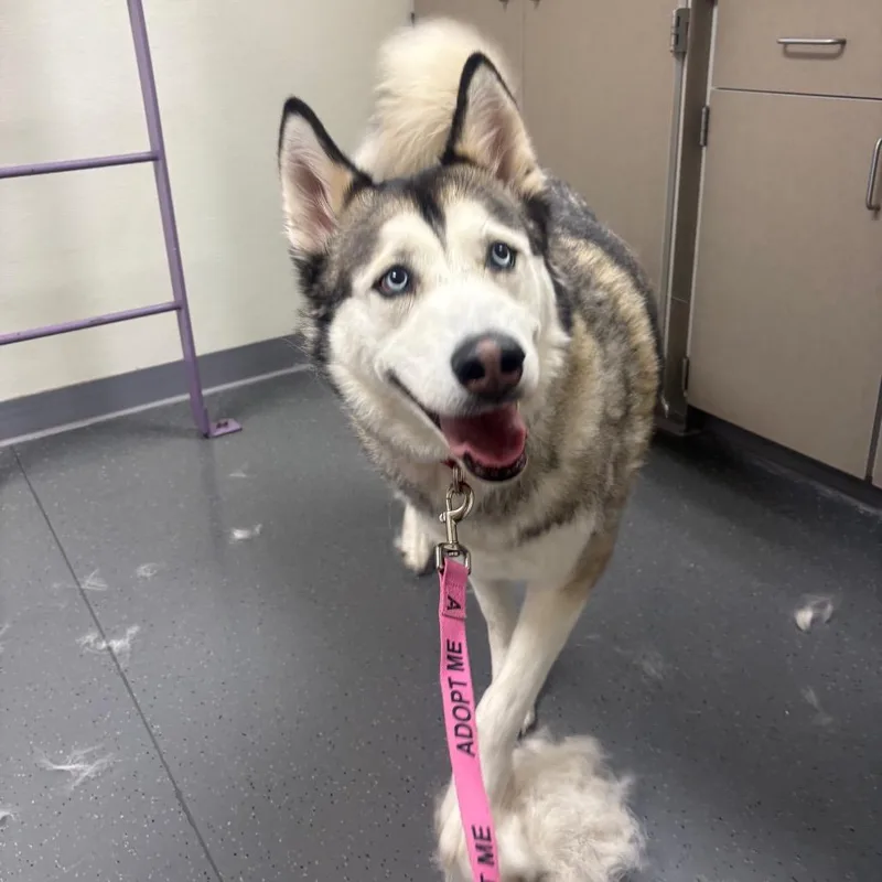 An adult large-sized female Black Husky dog named Athena for adoption in Albuquerque, NM