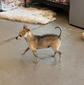 A senior small-sized male Chihuahua dog named Rocket for adoption in Santa Rosa, CA