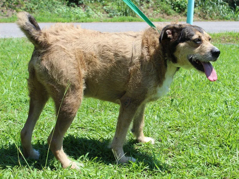 An adult large-sized male Terrier dog named Bowen for adoption in Prattville, AL