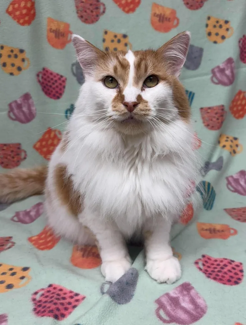 A senior medium-sized male Orange & White Turkish Angora cat named Calvin for adoption in Maryville, MO