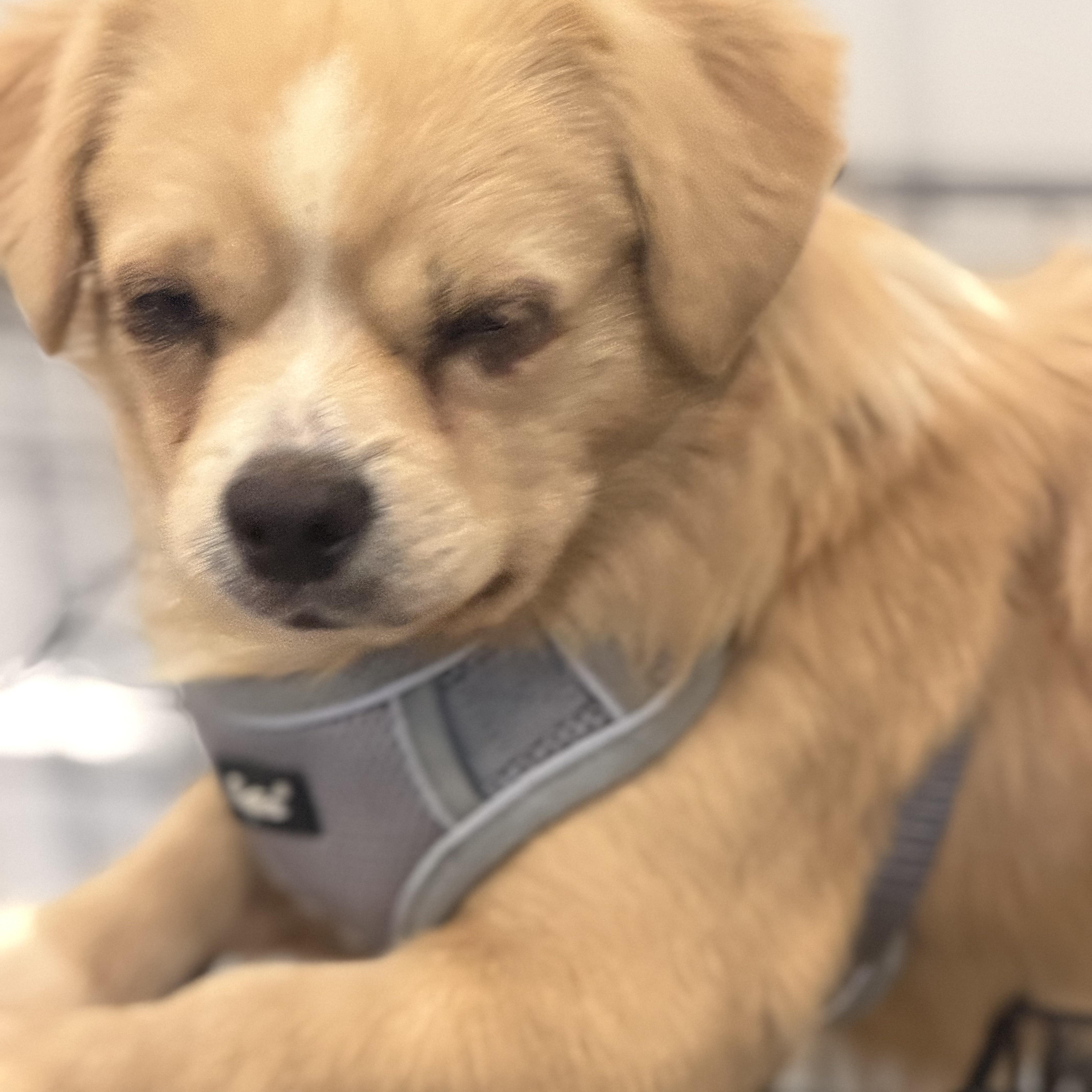 Mr. Cuddly Toby thumbnail 2