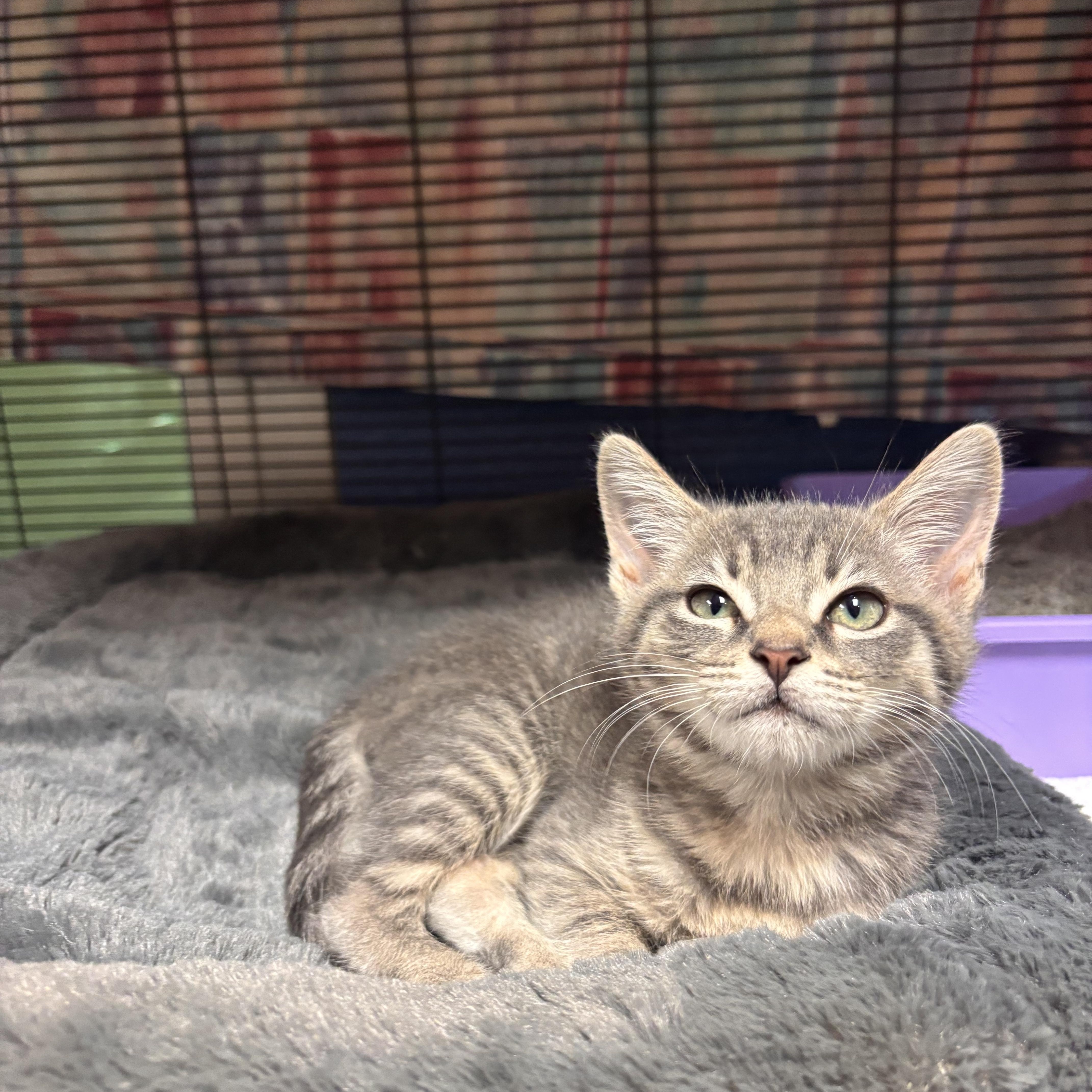 A baby medium-sized female Tabby (Gray / Blue / Silver) Domestic Short Hair cat named Bobbles for adoption in Charleston, SC