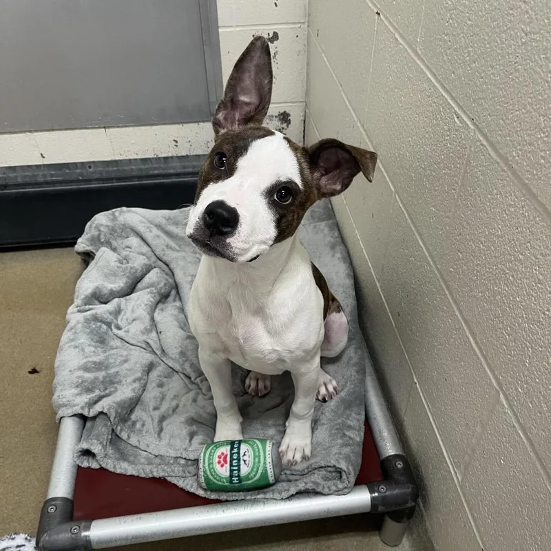 A young medium-sized female Brindle Pit Bull Terrier dog named Stolo for adoption in Kansas City, KS