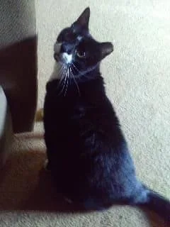 Ralphie  Sponsored! thumbnail 3