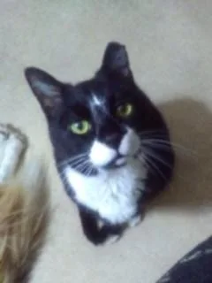 Ralphie  Sponsored! thumbnail 6