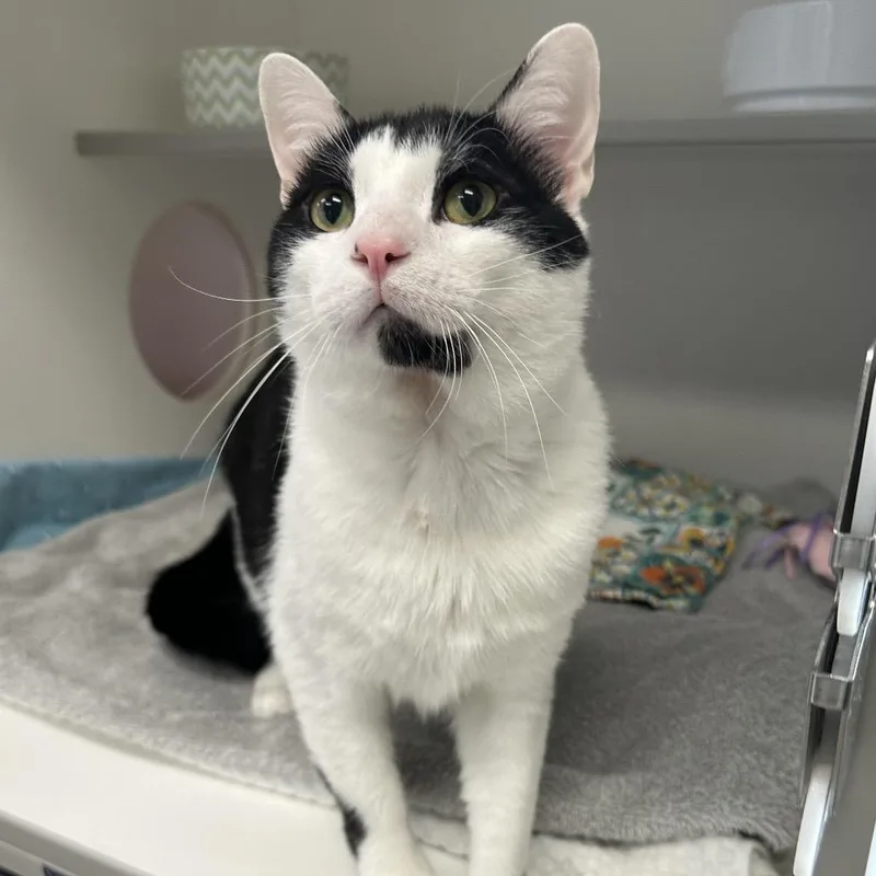A young large-sized male Domestic Short Hair cat named Sylvester for adoption in Jupiter, FL