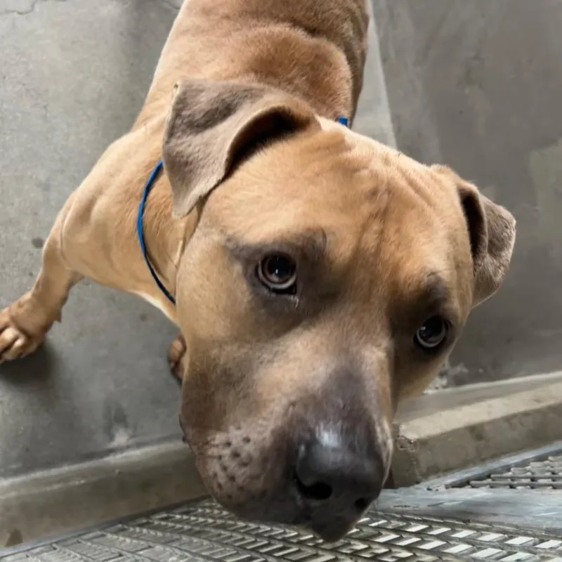 An adult large-sized male Pit Bull Terrier dog named Sly for adoption in Mission Hills, CA