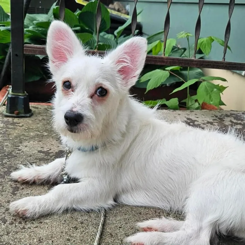 A young small-sized male White / Cream Terrier dog named Zay for adoption in Alma, WI