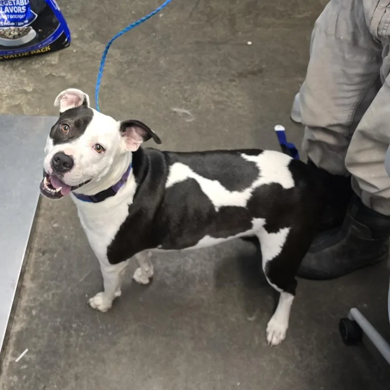 An adult large-sized female Tricolor (Brown, Black, & White) Pit Bull Terrier dog named Loyalty for adoption in Evansville, IN