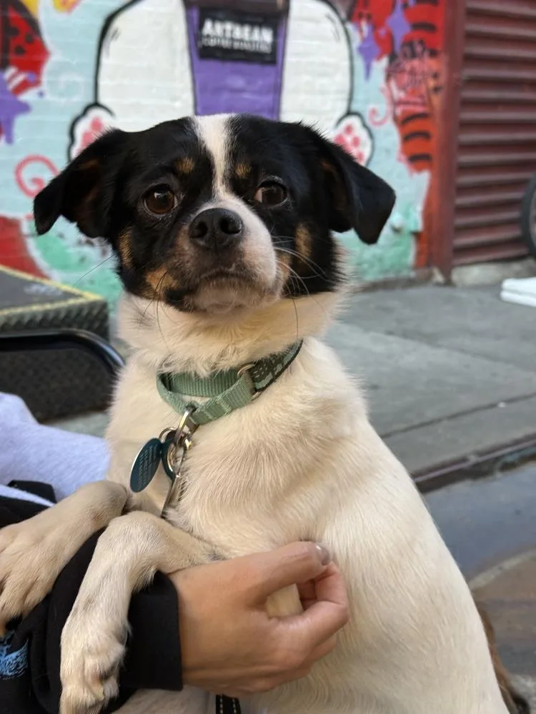 A young small-sized male Pekingese dog named Handsome for adoption in Manhattan, NY