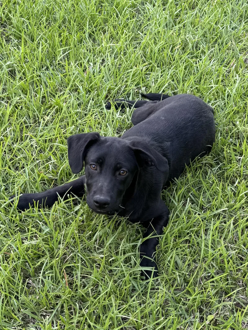 Archie
