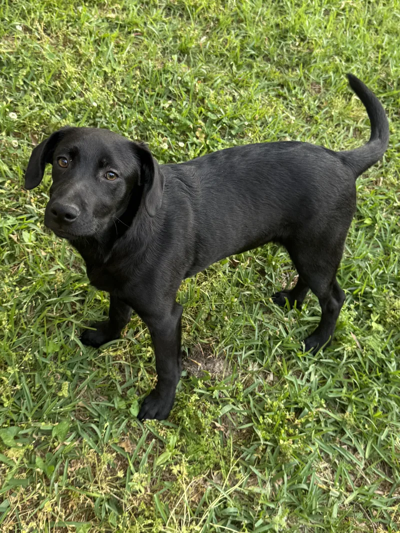 Archie thumbnail 5