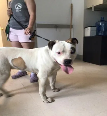 An adult medium-sized male Pit Bull Terrier dog named Brajia for adoption in Elmira, NY