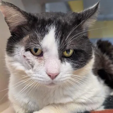 Ted Scratch thumbnail 3